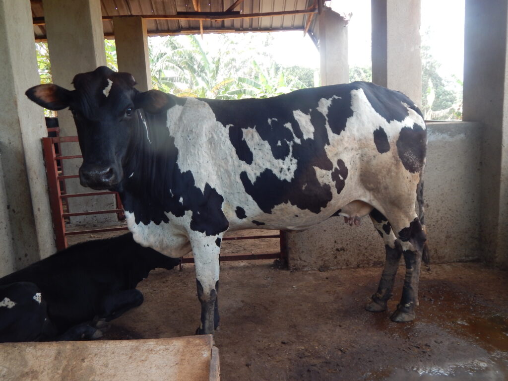 UGANDA Funding purchases 5 dairy cows for milk for children
