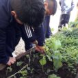 Students attending the Salesian Ceferino Namuncurá School, located in Salta, Argentina, are participating in the “Eco-school and school garden” project.