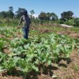 Salesian missionaries in Atede community in Gulu district of Uganda have been able to purchase land for a new agriculture school thanks to donor funding.