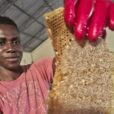 Salesian missionaries in Kunkundjan Mariama, a small locality in Banjul, The Gambia, were able to increase their beekeeping activities thanks to donor funding from Salesian Missions