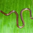 A new species of fossorial reed snake has been discovered in the Garo Hills in the state of Meghalaya, India.