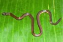 A new species of fossorial reed snake has been discovered in the Garo Hills in the state of Meghalaya, India.