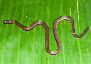 A new species of fossorial reed snake has been discovered in the Garo Hills in the state of Meghalaya, India.