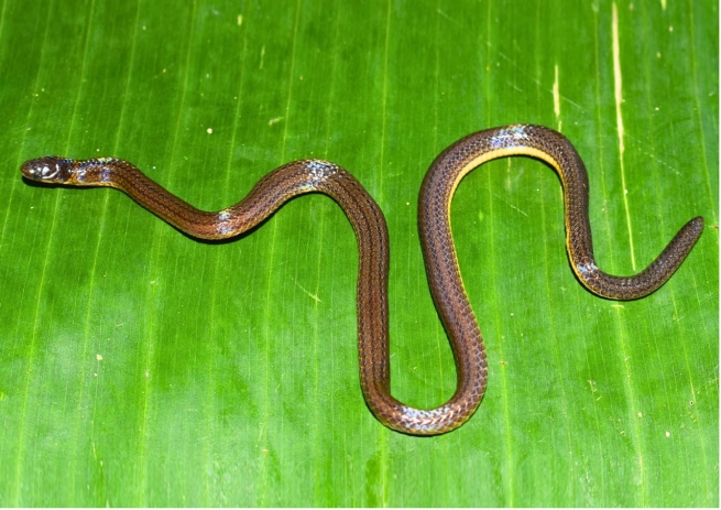 A new species of fossorial reed snake has been discovered in the Garo Hills in the state of Meghalaya, India.